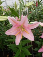 [4340 Sanna VZ No102.JPG]